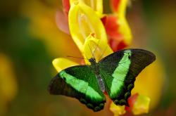 爱游戏下载-武切维奇绝命补篮定乾坤，黄蜂险胜马刺晋级之路见曙光