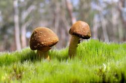 爱游戏下载-毒刺穿心！黄蜂连续得分狂潮压制活塞，拉梅洛全程高能输出引爆球场