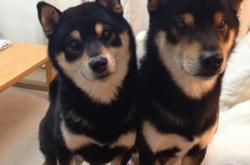 爱游戏入口-NBA赛场，76人一波带走骑士，东契奇节奏完全掌控