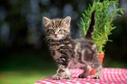 爱游戏在线-生死夜阿克只手擎天！西决封神战铸就无争议最佳