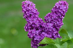 爱游戏入口-克瓦拉茨赫利亚一锤定音，塞维利亚欧战夜险胜波兰劲旅的战术与意志之歌