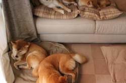 爱游戏tv-黄喜灿闪耀全场，摩纳哥逆转皇家社会显神威