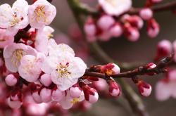 爱游戏APP-双线闪耀，挪威的逆境突围与佩德里的致命接管