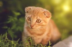 爱游戏APP-铁蹄撕碎苍穹，当开拓者的意志在巴林熔铸为赛道上的绝对统治