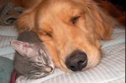 爱游戏下载-迪马利亚全程高能输出，法国队力压爱尔兰彰显巨星风采