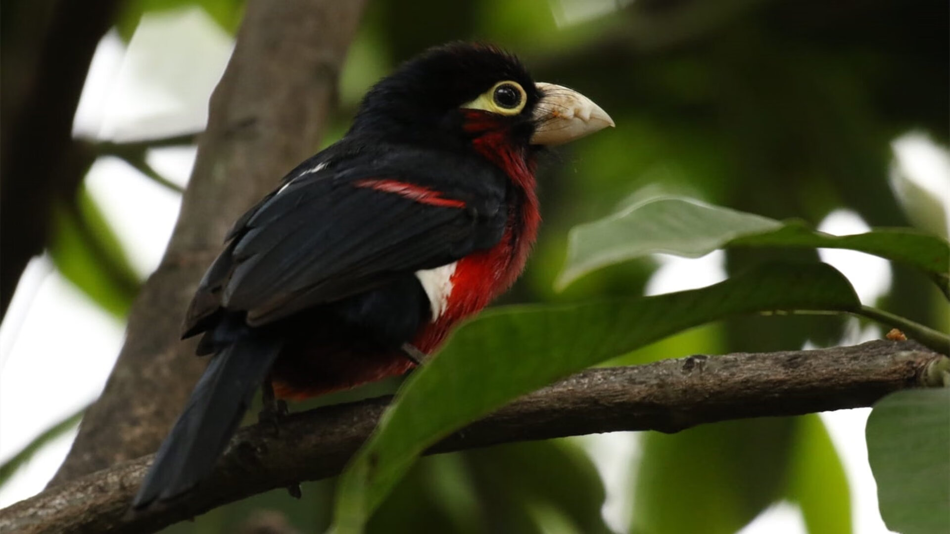 逆袭之血,从爱尔兰烽火到NBA总决赛的终极接管