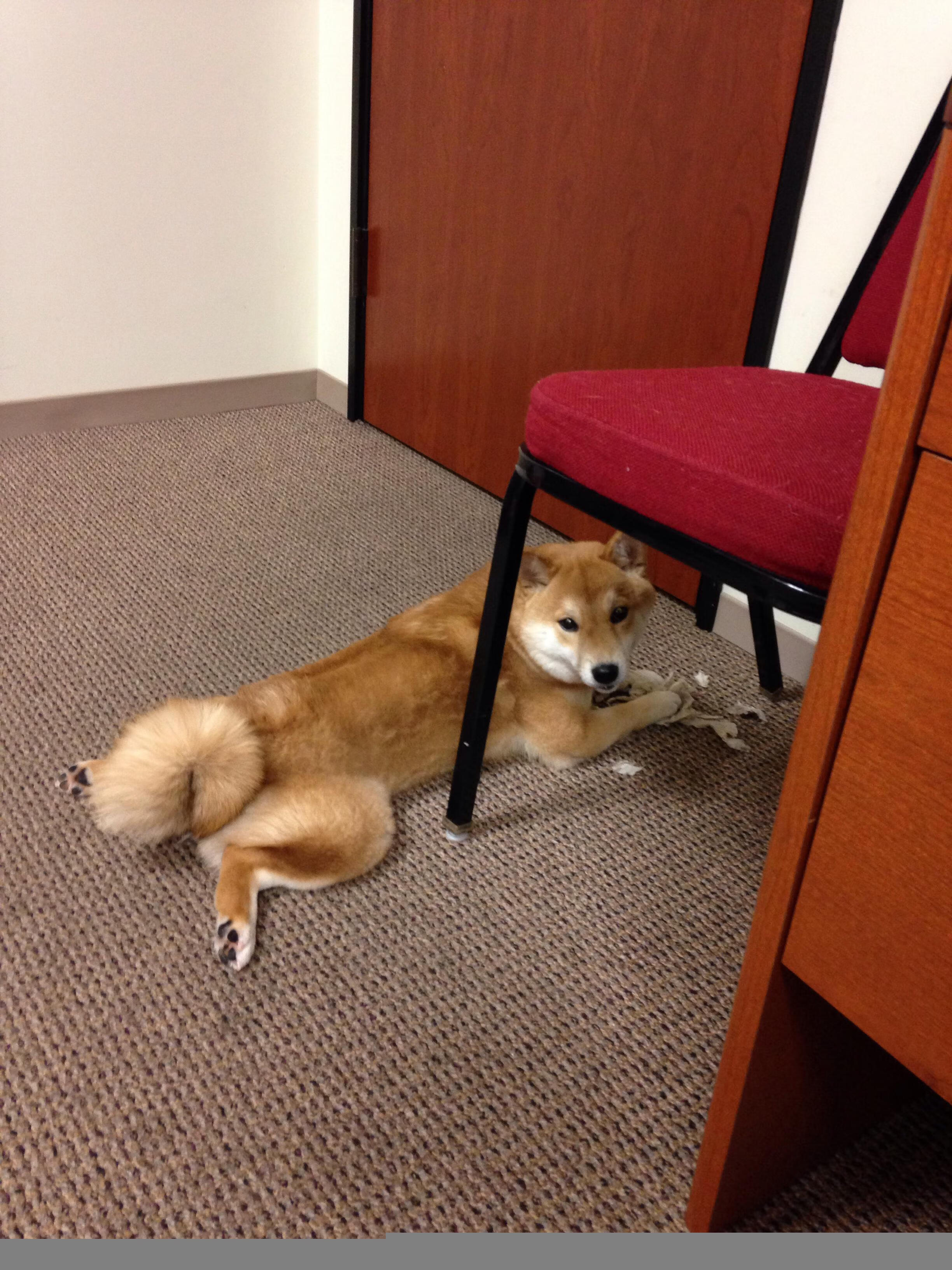 马克西爆发引领北京队巅峰对决胜出爵士