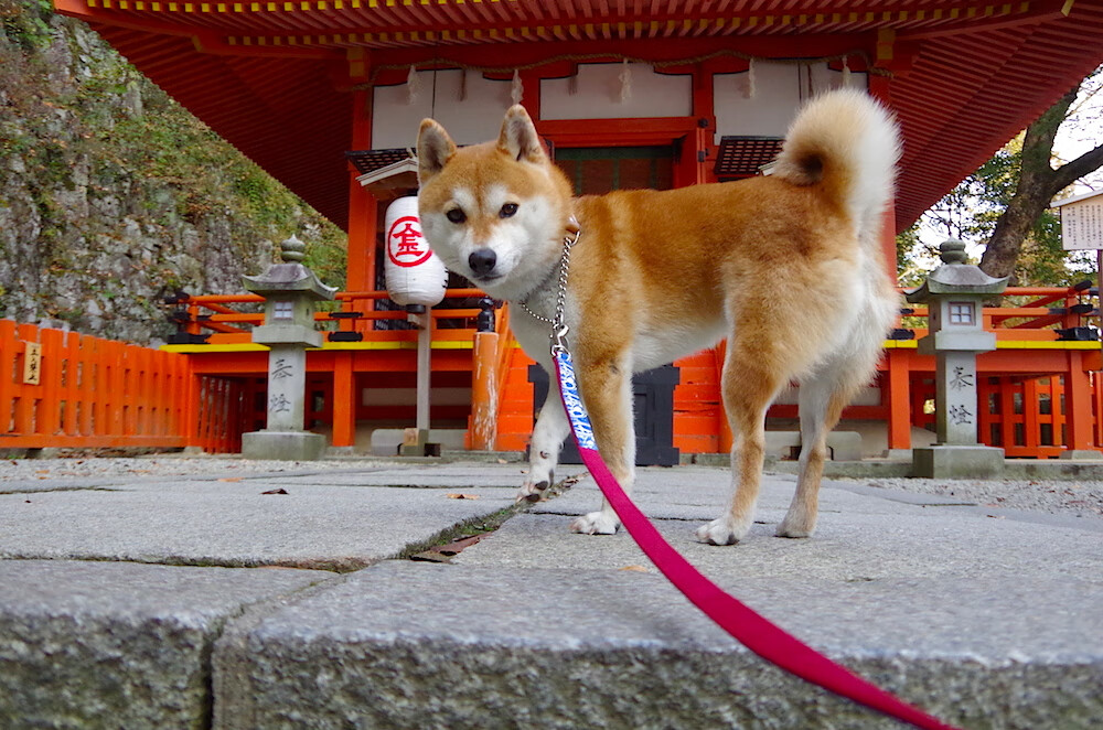 夜幕下的排名角斗场，当硬仗之王贝恩点燃战火