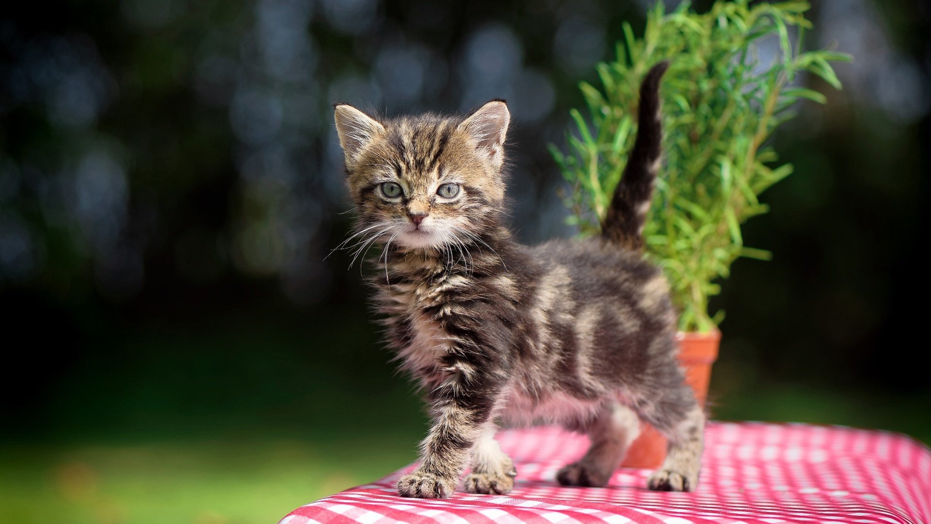 生死夜阿克只手擎天！西决封神战铸就无争议最佳