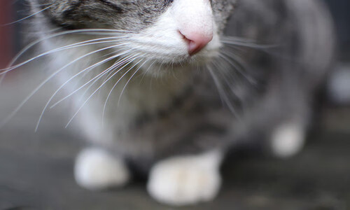 当爵士奏响战术序曲,英超争冠焦点战的战术博弈启示录