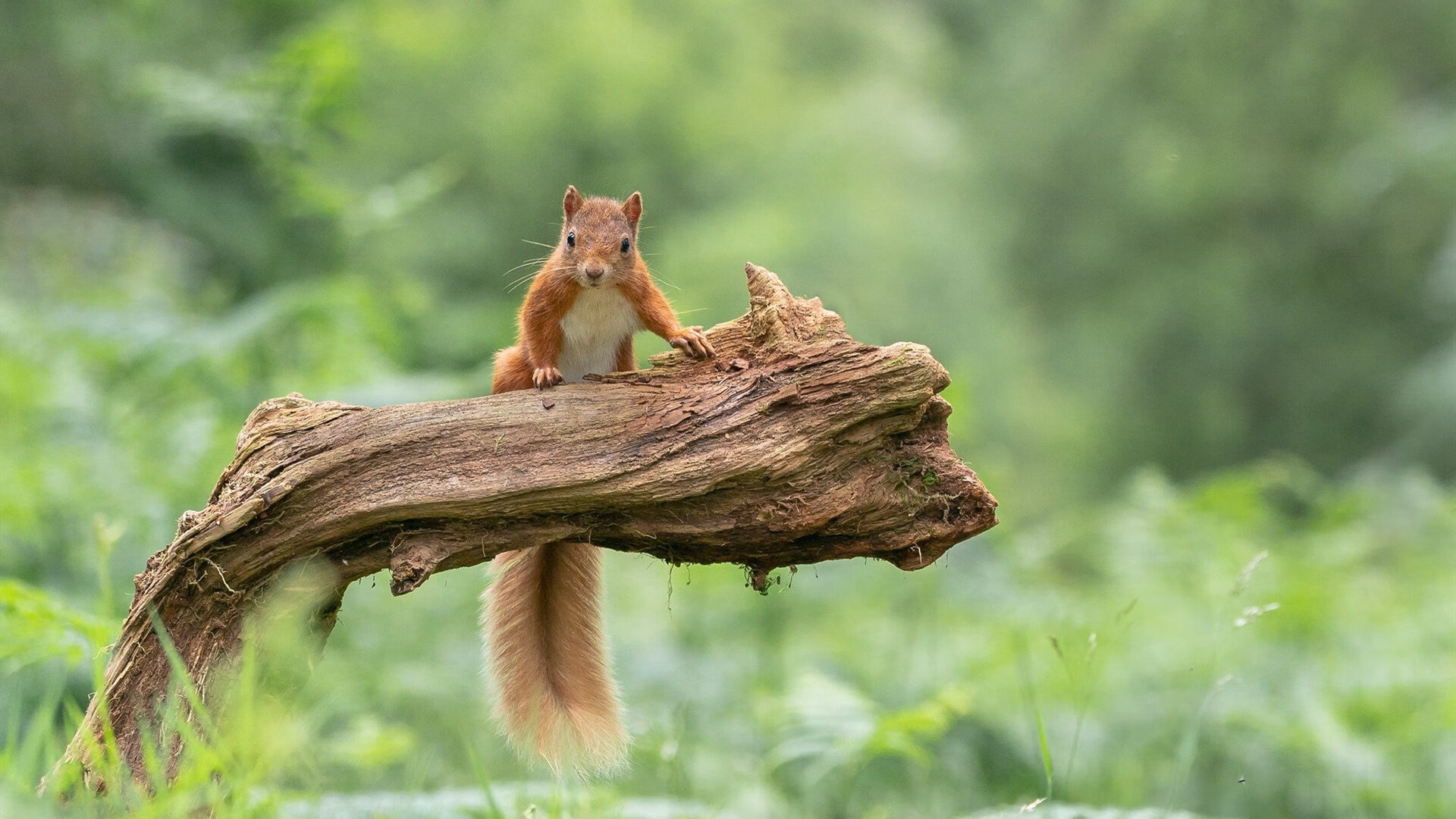 爵士碾压步行者,锡安关键先生主宰比赛