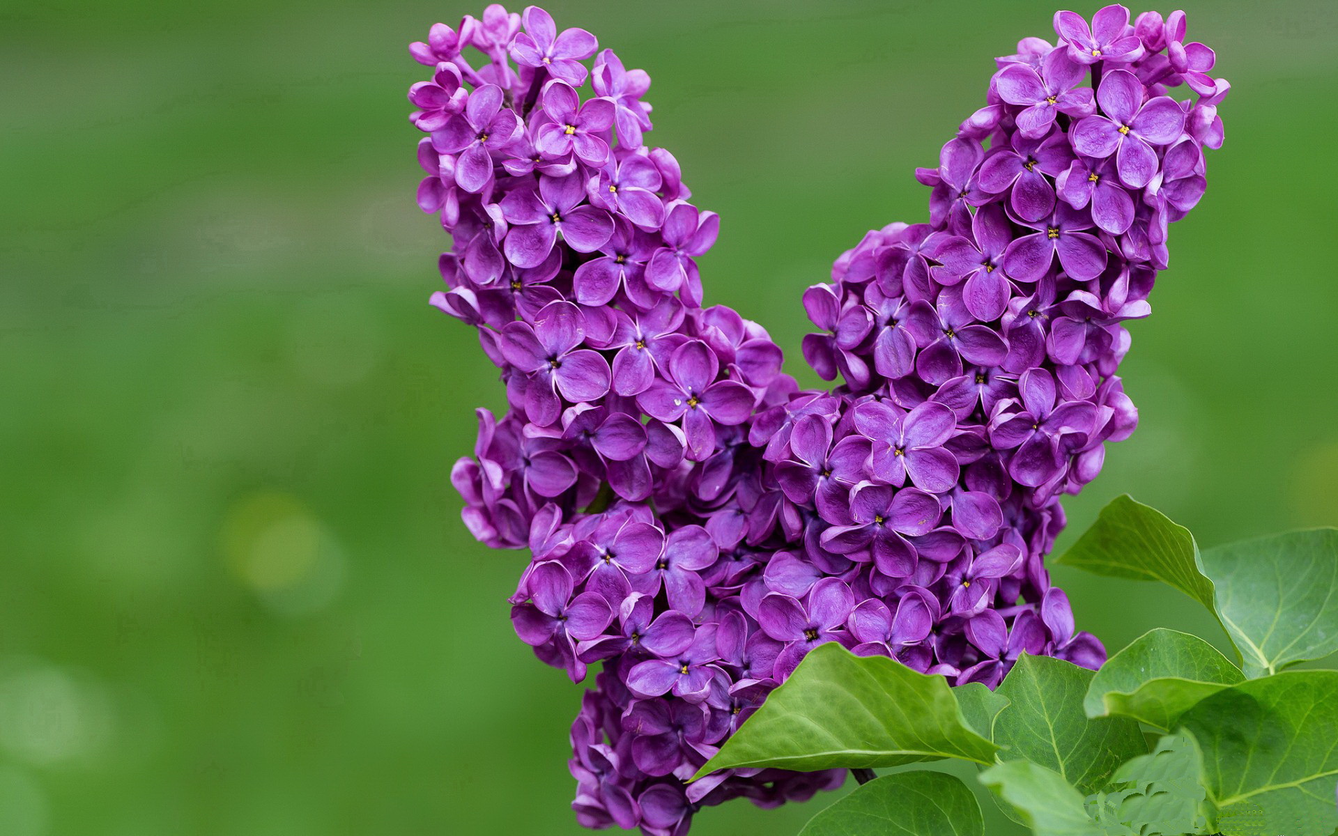 克瓦拉茨赫利亚一锤定音，塞维利亚欧战夜险胜波兰劲旅的战术与意志之歌